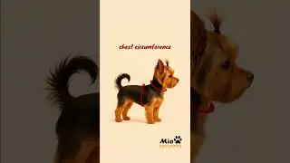 How to take measurements to choose clothes for your dog.