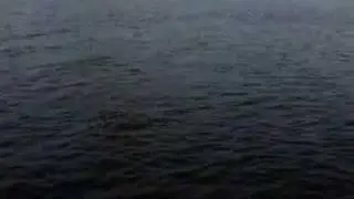 30 inch redfish .east river, st. marks fl