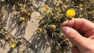 ZERDALİ DİKENİ nedir  nasıl kullanılır Centaurea solstitialis