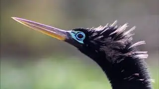 Баклан или Баклан