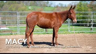 Macy, 2020 Molly Mule, Trail or Kids Mule | Boone County Draft Horse Sale in Missouri