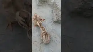teeter fIght / teeter Bacchae ki ladai // teeter chiks funny Fight #teetar ki awaz #trending
