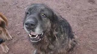 Irish Wolfhounds, aboriginal Tibetan Mastiff, Caucasian Ovcharka, Noble Bear and Asian Bear