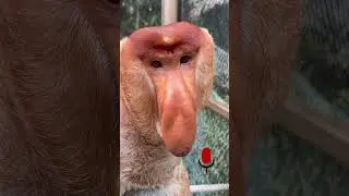 Proboscis Monkey Amazing  video.#Chimelong #MonkeyNakula #funny
