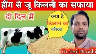 हींग से जू किलनी का सफाया दो दिन में || Amit Manjhi Veterinary || किलनी मारने का देशी तरीका