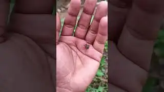 Азиатские жуки, которых вы никогда не видели #любыеуникальныеживотные #жук #насекомые #красивыена...