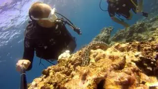 Baptêmes de plongée de mai/Reunion Island/Exelsus/gopro/2016