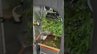 (Edi&ccedil;&atilde;o 02/12/21) Estufa de cultivo de maconha &eacute; apreendida no munic&iacute;pio de Timon