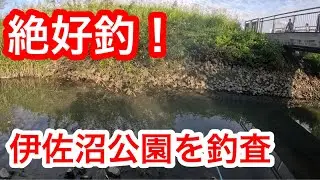 「爆釣！伊佐沼公園の水路」　#小物釣り  #マブナ釣り 