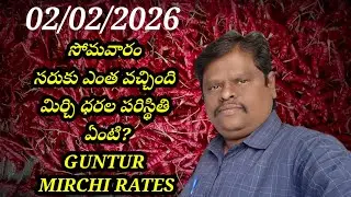2 February 2026 GUNTUR MIRCHI MARKET RATES గుంటూరు మిర్చి మార్కెట్ ధరలు 