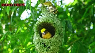WEAVER BIRD weave green grass into beautiful green nests EP83
