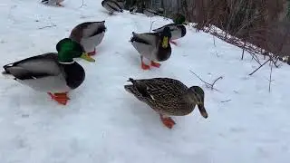 live! Quiet Winter city walk and trail/  no talk city and nature sound 