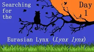 Tracking the Eurasian Lynx in Siberia
