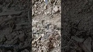 Earth discoveries  is live- ants 🐜 taking dead insects 