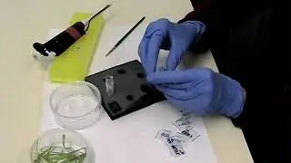 Assembly of a Feeding Chamber for Aphids