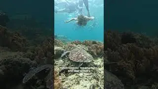 New Study: Daily Cycle In Coral Reefs #fishing #marinemystery #marinelife