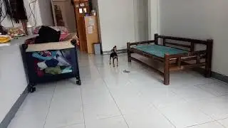 Mini Pinscher howling when she hears the Toufu seller alert sound.