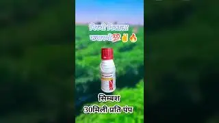 #syngenta #mirchi #chilli #insects #insect #farming #viralvideo #shorts#short #trending #kisan#kheti