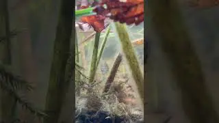 Life inside water world