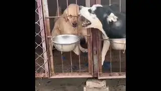 Hilarious dog fight