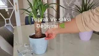 Madagaskar Dragon Ağacı Ve Yuka Çiçeği Toprak ve Saksı Değişimi #bitkiler #salonçiçekleri #yucca