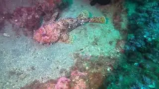 Cap N&egrave;gre