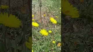 Hieracium pilosella