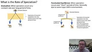 Rate of Speciation: Gradualism vs. Punctuated Equilibrium