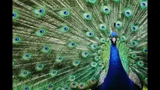 Peacock: The Majestic Bird of Vibrant Feathers and Symbol of Beauty Peacock