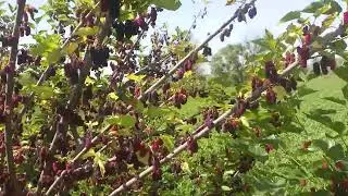 Thai Mulberry fruit ready for picking - Shahtoot 11 - 2020 - Morus nigra - Brigadier Ka Bagh
