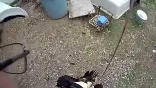 Simple effective and easy to make chicken catching tool