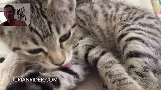 Are My Vegan Cats Healthy? Do They Need To See A Naturopath?