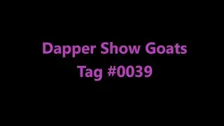 Dapper Show Goats Tag 0039