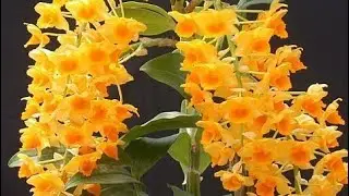 Dendrobium densiflorum orchid care &tips #orchid #flowers #youtubeshorts #youtube #trending #viral