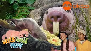 Naked Mole Rat WILD Discovery 🐀🌍🔍 | Wild Wild Wow S3E02A | @mediacorpokto