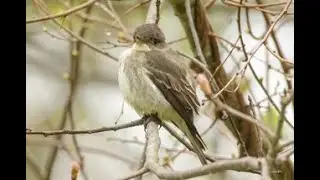 Olive-sided Flycatcher.  Spring 2025, Maine