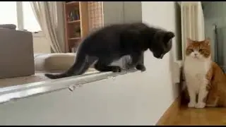 Cute Cat and Kitten at Home 🐱🐾 | Sweetest Bond Ever