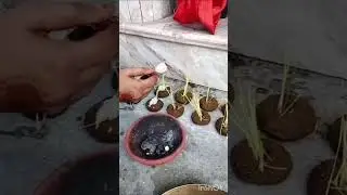 labana culture  #dussherra poojan #kashimaa
