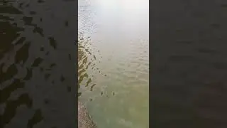 #fish#short#trending #please 🥺 🙏 subscribe #fishing #ekmotahathighumechala  #fish #fishing