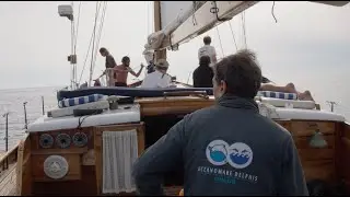 Ischia Dolphin Project: Deep Dive into Cetacean Research