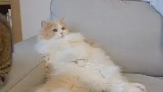 Жизнь с Диди (RUS SUB)