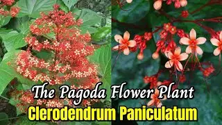 Clerodendrum Paniculatum - The Beautiful Pagoda Plant