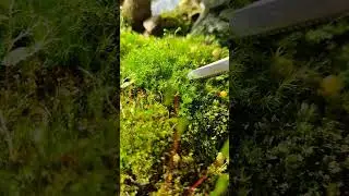 Japanese Maple moss