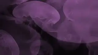 Jellyfish Screen Saver Loop 4k Video 1 Hour - 1 Hour Chill Lofi Screen Saver