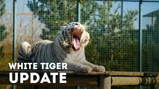 Baikal The White Tiger Update - Paradise Wildlife Park