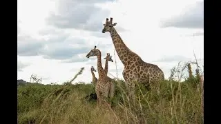 All Jungle Animals in One Forest | Real Wildlife Nature Video 
