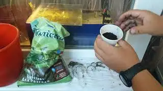 Пересадка аквариумных растений.Криптокорина