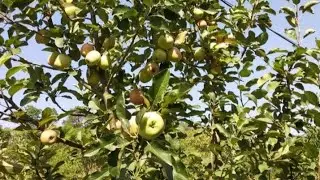 8830040793/8879307716 #Sapharchand#Apple#Shimla#Harman99#सफरचंद#हर्मन99#ऍपल#काश्मिरी #खात्रीशीर रोपे