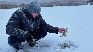 Первый лед  и окунь на балансир 