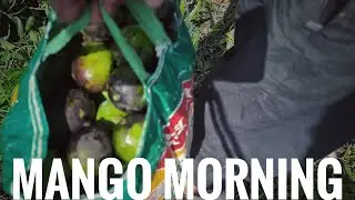 Raw Mango Harvest 🥭 | Desi Morning Vlog | Pickle Season Begins | Cinematic Village Life